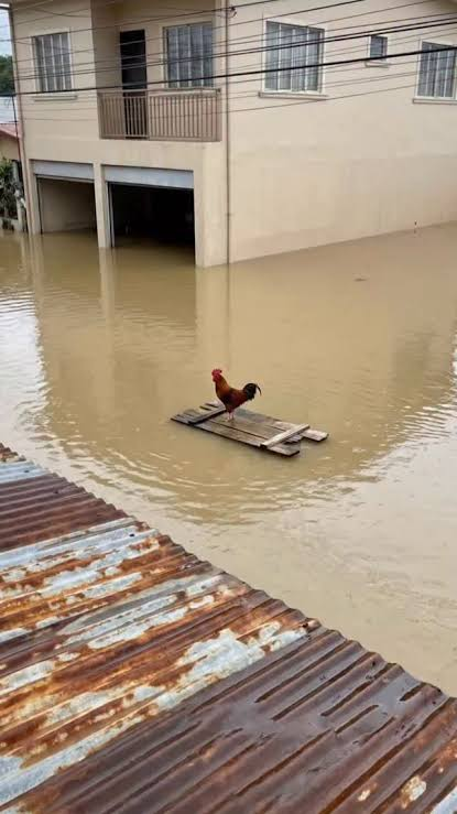Wilson the rooster balancing on a small wooden raft in a flooded neighborhood